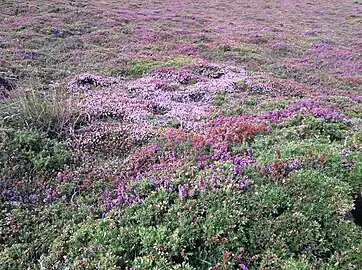 Heather fields in Ortegal (Galicia)