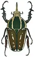 Mecynorhina ugandensis var.