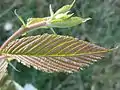 'Prospector' emergent leaf colouring.