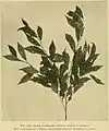 1912 Gardeners' Chronicle illustration of the same, identifying specimen as Loudon's 'Viminalis'