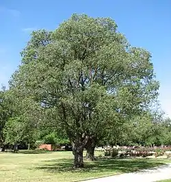 Two pollarded U. 'Viminalis', Benalla Botanic Gardens, Australia (2006)