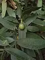 An unripe bay nut