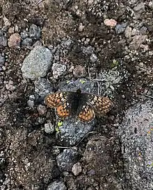 Picture of a black, orange, and tan butterfly on a green insect net.