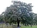 Ulmus × hollandica 'Viminalis', Vanburgh Place, Leith Links, 2016