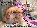 Upton's Butter, fawn Mini Lion Lop. BiS LLUK Mansfield 2008