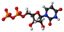 Ball-and-stick model of the UDP molecule as an anion