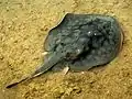 A round stingray in a Bolsa Chica wetland, CA.