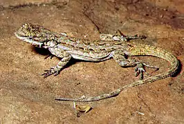 Ornate tree lizard