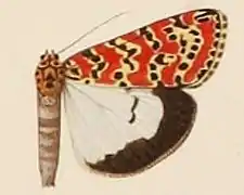 Utetheisa pulchella kallima