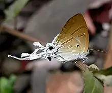 From Jairampur, Arunachal Pradesh, India