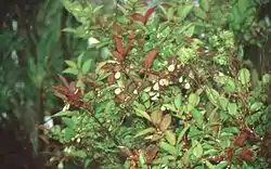 Vaccinium padifolium.