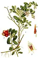 19th century illustration