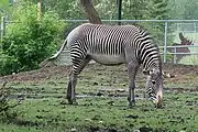 Grevy's Zebra