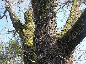 Trunk fork and bark