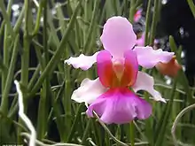 Vanda Miss Joaquim, the national flower of Singapore