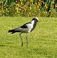 Blacksmith lapwing in the park