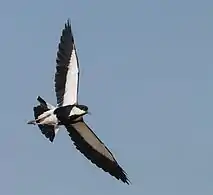 Underside of wings