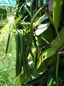 Green fruits