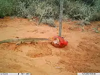 Using Remote camera and lure to capture sand goanna on camera – on Angas Downs IPA, NT