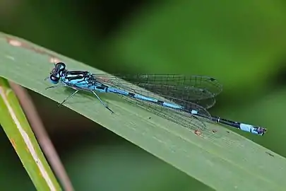 Male, shoulder stripe broken