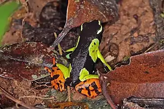 Dorsal view