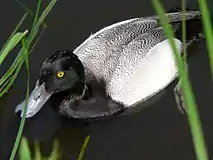 Lesser scaup (Aythya affinis)