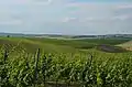 Vineyard in the north of Velké Bílovice