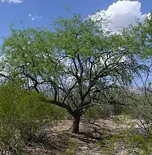 Velvet mesquite tree