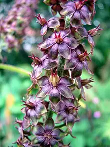 Veratrum nigrum flowers, Poland