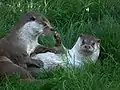 Playing by otters