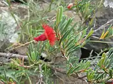 V. mitchelliana, in Australian National Botanic Gardens