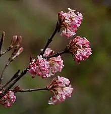 Viburnum grandiflorum