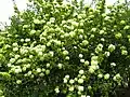 Viburnum macrocephalum