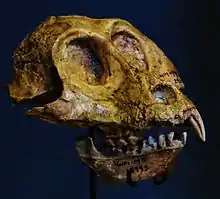 Skull