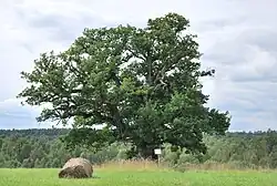 Viiralt's oak