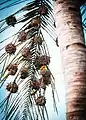 A village weaver among a group of nests on the palm leaf of a tree