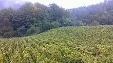 Image 16Vineyard in Hrvatsko Zagorje. (from Culture of Croatia)