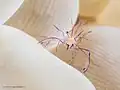 Close up of Bubble coral shrimp at Wakatobi National Park Sulawesi, 2017