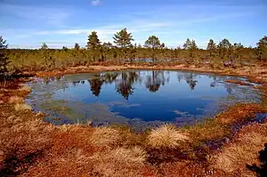 The Viru Bog in autumn