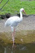 White crane with dull red face