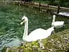 Vrelo Bosne Swans