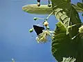 White-letter Hairstreak nectaring on T. platyphyllos flower