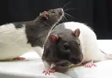 Two hooded rats