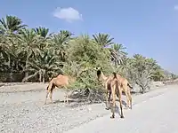 Camels feeding on ghaf in the Wadi Sidr