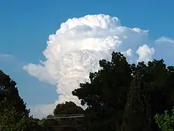 Cumulonimbus calvus