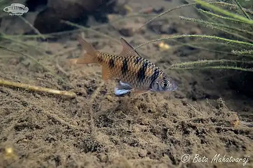 Waikhomia sahyadriensis (Maharaja Barb) in a Western Ghat hillstream in Karnataka, India