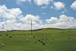 Some cattle pastures just outside Waimea, August 2007