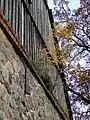 Tree on the top of the wall of Warbende village church