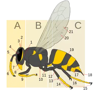 A tergite of this wasp is labeled 19.