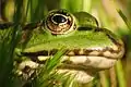 Close-up of head